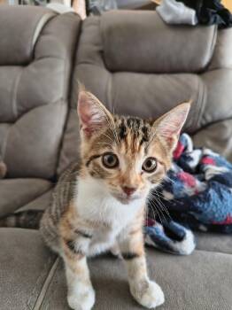 Butter Pecan (new) -  Torbie Cat for Adoption in Zephyrhills, Florida - Butter Pecan (new) | PetCurious
