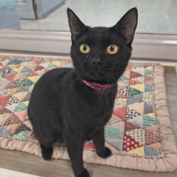 Cherry -  Domestic Short Hair Cat for Adoption in Knoxville, Tennessee - Cherry | PetCurious