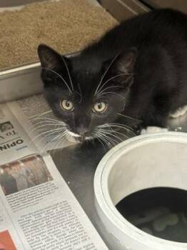 Shrimp -  Domestic Short Hair Cat for Adoption in Wichita, Kansas - Shrimp | PetCurious