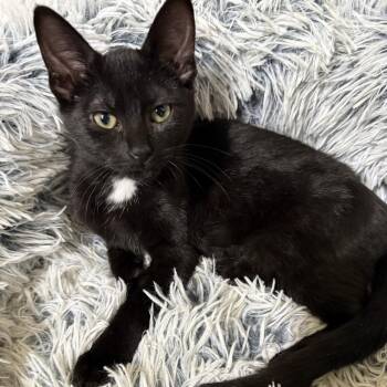 Domestic Medium Hair Cats Available for Adoption - Parmesan | PetCurious