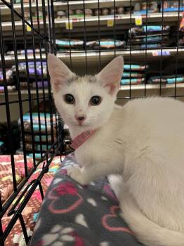 Princess -  Domestic Short Hair Cat for Adoption in South Bend, Indiana - Princess | PetCurious