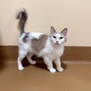 Sweetie Belle -  Domestic Medium Hair Cat for Adoption in Agoura Hills, California - Sweetie Belle | PetCurious