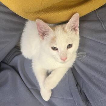 Domestic Short Hair Cats Available for Adoption in Costa Mesa, California - Salt | PetCurious
