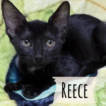 Reese -  Domestic Short Hair Cat for Adoption in Corpus Christi, Texas - Reese | PetCurious