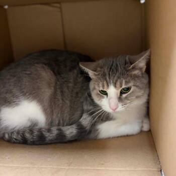 Muffin -  Domestic Short Hair Cat for Adoption in Milan, Illinois - Muffin | PetCurious