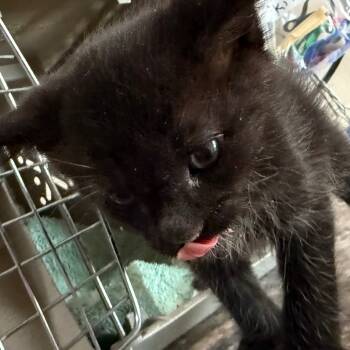 Rescue Domestic Short Hair Cats for Adoption in Desert Hot Springs, California - Reggie | PetCurious