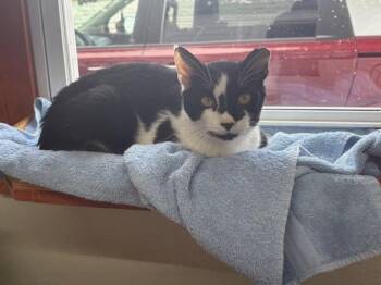 Domestic Short Hair Cats Available for Adoption in Breinigsville, Pennsylvania - Marvin | PetCurious