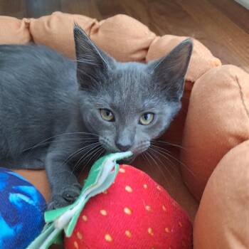 Greystoke -  Domestic Short Hair Cat for Adoption in Chattanooga, Tennessee - Greystoke | PetCurious