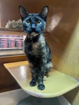 Aurelia -  Tortoiseshell Cat for Adoption in Midlothian, Texas - Aurelia | PetCurious