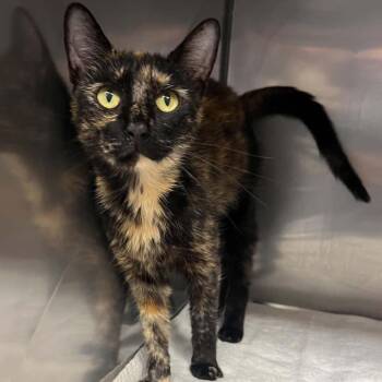 Katniss -  Domestic Short Hair Cat for Adoption in Lake Panasoffkee, Florida - Katniss | PetCurious
