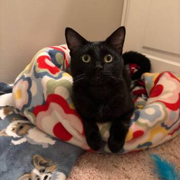 Domestic Short Hair Cats Available for Adoption - T-Rex | PetCurious