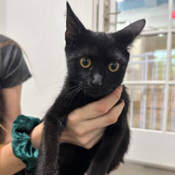 Alvin -  Domestic Short Hair Cat for Adoption in Clearwater, Florida - Alvin | PetCurious