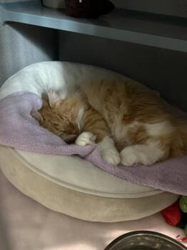 Garfield -  Domestic Medium Hair Cat for Adoption in Fort Collins, Colorado - Garfield | PetCurious