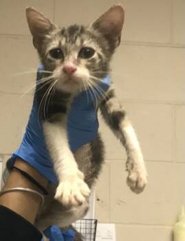 A429385 -  Domestic Short Hair Cat for Adoption in Conroe, Texas - A429385 | PetCurious