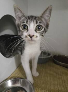 Sweet Pea -  Domestic Short Hair Cat for Adoption in Savannah, Georgia - Sweet Pea | PetCurious