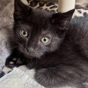 Boog -  Domestic Short Hair Cat for Adoption in York, Pennsylvania - Boog | PetCurious