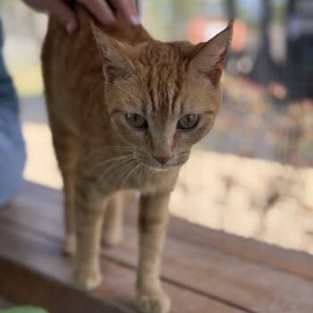 Creamsicle -  American Shorthair Cat for Adoption in Freeport, Florida - Creamsicle | PetCurious