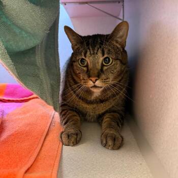 Tigger -  Domestic Short Hair Cat for Adoption in Pittsburgh, Pennsylvania - Tigger | PetCurious
