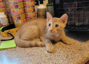 Sahara -  American Shorthair Cat for Adoption in Florham Park, New Jersey - Sahara | PetCurious