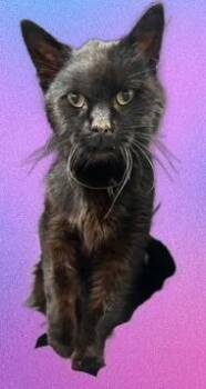 Midnite -  Domestic Medium Hair and Domestic Short Hair Cat for Adoption in Simcoe, Ontario - Midnite | PetCurious