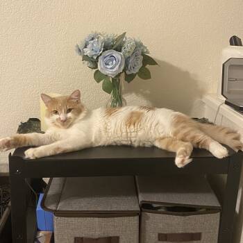 Rescue Domestic Long Hair Cats for Adoption in Phoenix, Arizona - Mini Marshmallow | PetCurious