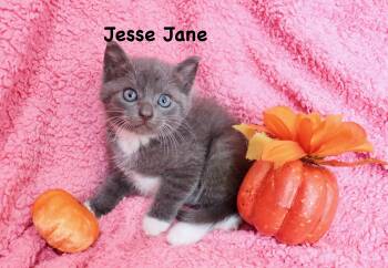 Jesse Jane -  Tuxedo Cat for Adoption in St. Augustine, Florida - Jesse Jane | PetCurious