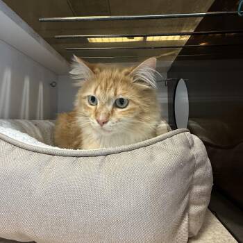 Domestic Long Hair Cats Available for Adoption in Park City, Utah - Fried Rice | PetCurious