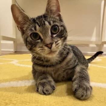 Burger -  Domestic Short Hair Cat for Adoption in Fairfax, Virginia - Burger | PetCurious