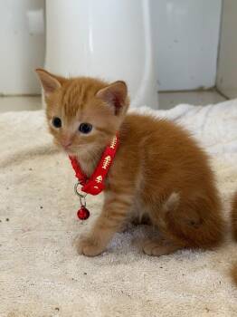 Ambar - The Cuddle Kitty -  Tabby Cat for Adoption in Carolina, Carolina - Ambar - The Cuddle Kitty | PetCurious