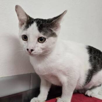 Kraken -  Domestic Short Hair Cat for Adoption in Austin, Texas - Kraken | PetCurious
