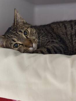 Domestic Short Hair Cats Available for Adoption in Boston, Massachusetts - ASHLYN | PetCurious