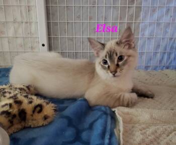 Rescue Domestic Medium Hair Cats for Adoption in Diamond Springs, California - Elsa (point) | PetCurious