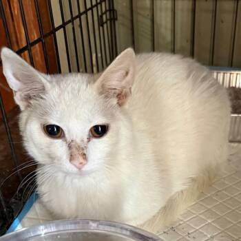 Wendel -  Domestic Short Hair Cat for Adoption in Lancaster, Ohio - Wendel | PetCurious