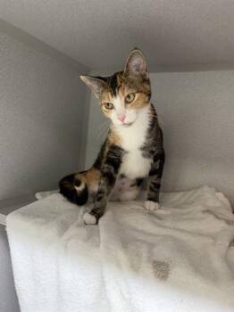 LEELOO DALLAS -  Domestic Short Hair Cat for Adoption in Omaha, Nebraska - LEELOO DALLAS | PetCurious