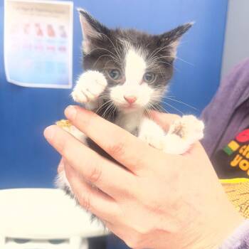 Domestic Short Hair Cats Available for Adoption in Summerlee, West Virginia - Bryson | PetCurious