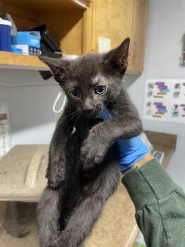 BLAKE -  Domestic Short Hair Cat for Adoption in Tallahassee, Florida - BLAKE | PetCurious