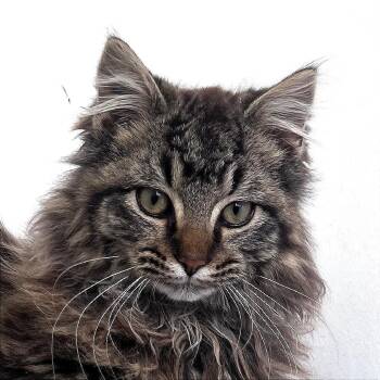 Domestic Long Hair Cats Available for Adoption in St. Louis, Missouri - Rudy | PetCurious
