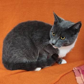 Rescue Domestic Short Hair Cats for Adoption in Coos Bay, Oregon - Pretty Girl | PetCurious