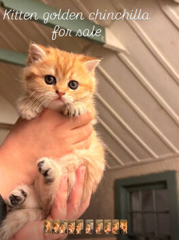 Scottish Fold Cats Available for Sale - Ballerina | PetCurious