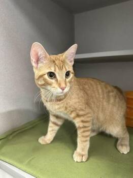 Sweet Orange Marmalade -  Domestic Short Hair Cat for Adoption in Sacramento, California - Sweet Orange Marmalade | PetCurious