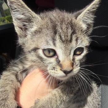 Jasper -  Domestic Short Hair Cat for Adoption in Klamath Falls, Oregon - Jasper | PetCurious