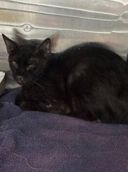 61145998 -  Domestic Medium Hair Cat for Adoption in El Paso, Texas - 61145998 | PetCurious
