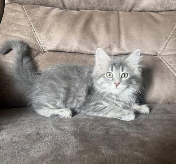 Miles -  Domestic Medium Hair Cat for Adoption in Rochester, Indiana - Miles | PetCurious