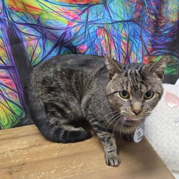 Penny Lane -  Domestic Short Hair Cat for Adoption in Normal, Illinois - Penny Lane | PetCurious