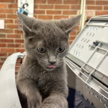 Domestic Short Hair Cats Available for Adoption in Allentown, Pennsylvania - LVH-Stray-13381 | PetCurious