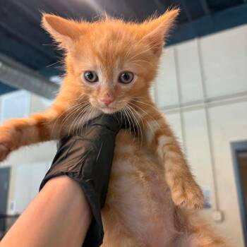 Marcel -  Domestic Short Hair Cat for Adoption in Huntington, West Virginia - Marcel | PetCurious