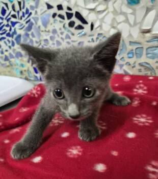 PALMER -  Domestic Short Hair Cat for Adoption in Pensacola, Florida - PALMER | PetCurious