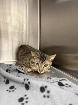 STORM -  Domestic Short Hair Cat for Adoption in Indianapolis, Indiana - STORM | PetCurious