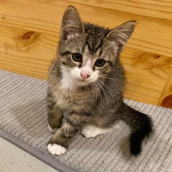Owen -  Domestic Short Hair Cat for Adoption in Jamestown, North Dakota - Owen | PetCurious