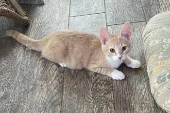 Nacho -  Tabby and Domestic Short Hair Cat for Adoption in Garner, North Carolina - Nacho | PetCurious